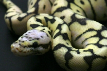 Killer Bee