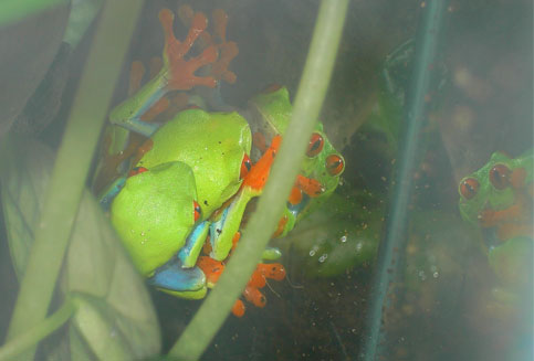 Froggy Style