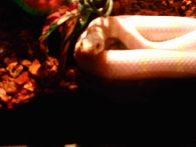 This here is Sweet Pea