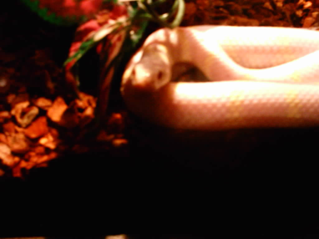 This here is Sweet Pea