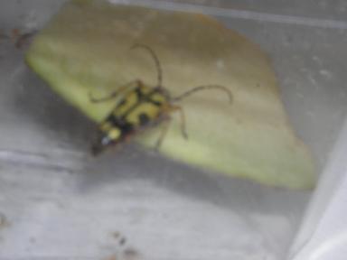 bug