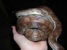 crb