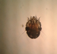 capybara mite