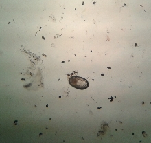 capybara mite egg