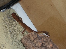 Cat gecko