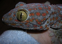 fisi