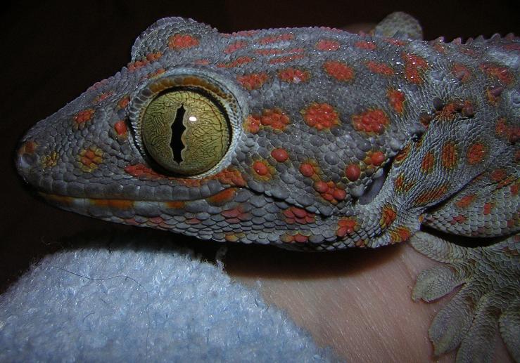 fisi