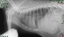 lateral