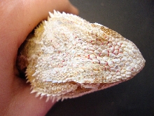 mites