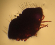 mites