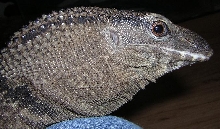 walter