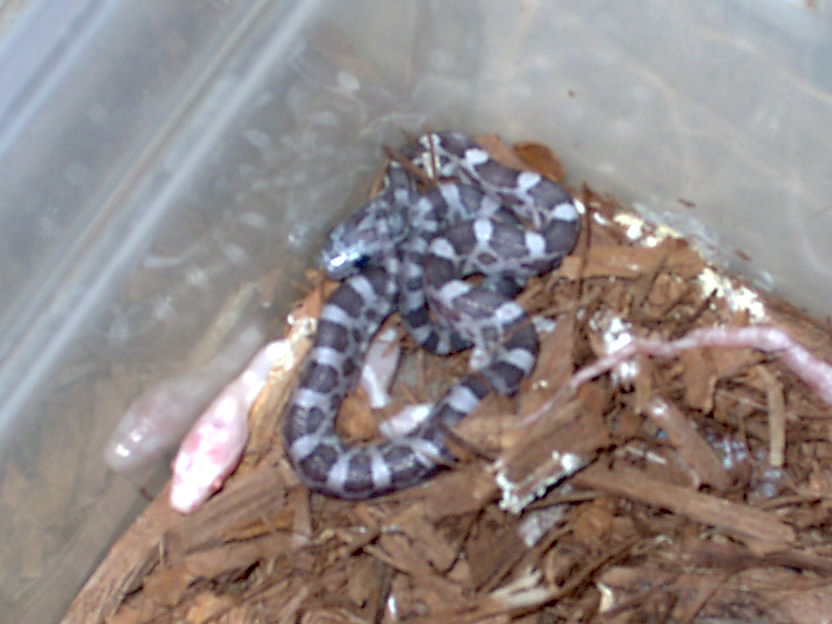 Cornsnake Hatchlings