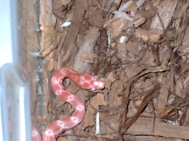 Cornsnake Hatchlings 2