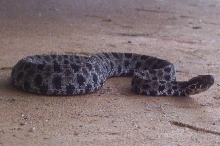 Dusky pygmy rattlesnake