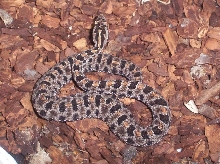Dusky pygmy rattlesnake