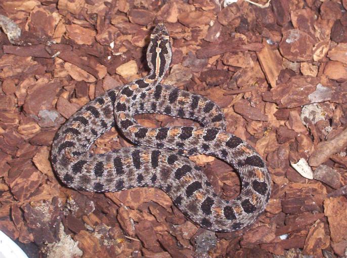 Dusky pygmy rattlesnake