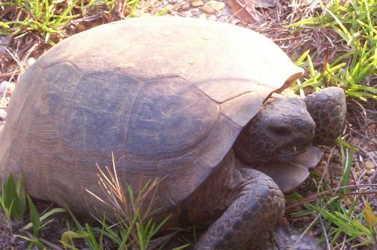 Gopher Tortoise