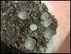 Hatchlings