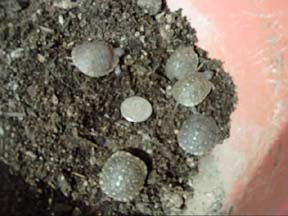 Hatchlings