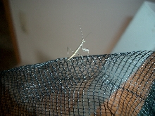 Unidentified Mantis