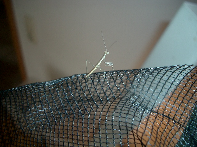Unidentified Mantis
