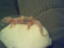What morph?