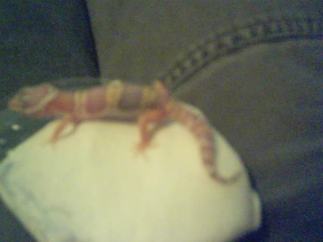 What morph?
