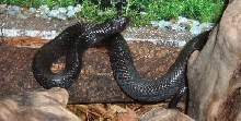 Kokuu