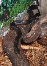 Kokuu on his log
