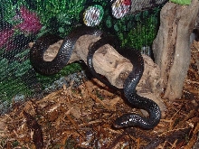Kokuu