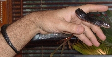 Kokuu , CB indigo hatchling 2004