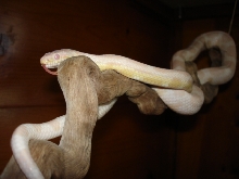 Sammy