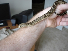 My new female Southern