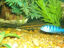 Fire Eel*** Mastacembelidae***Spiny eels