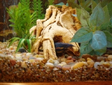 Fire Eel*** Mastacembelidae***Spiny eels