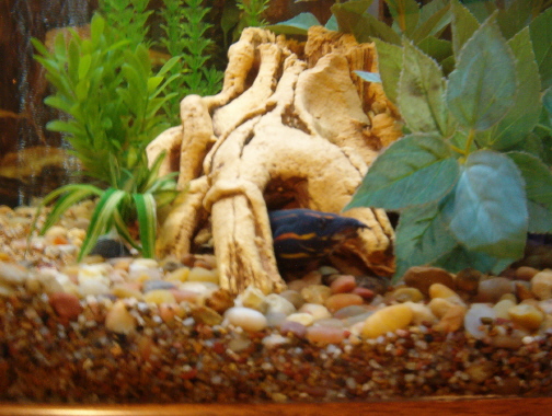 Fire Eel*** Mastacembelidae***Spiny eels