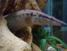 Eel got to big to get in the frame.