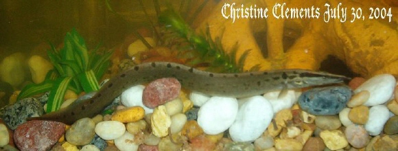 Eel was just a baby.