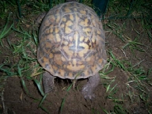 2nd female Eastern laying eggs