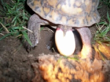 2nd female laying eggs