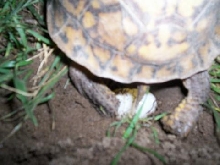 2nd female laying eggs