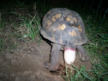 3rd Female laying eggs