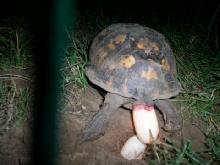 3rd Female laying eggs