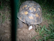 3rd Female laying eggs