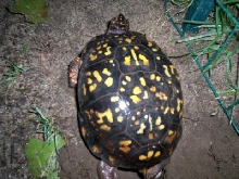 4th Female Eastern laying eggs