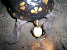 4th Female Eastern laying eggs