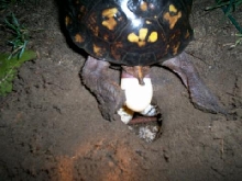 4th Female Eastern laying eggs