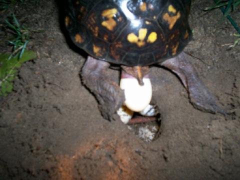 4th Female Eastern laying eggs