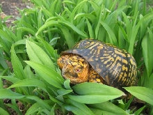 Easternbox turtle