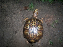 1st Female laying eggs